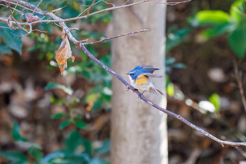 雄の
羽ばたいて飛び出す幸せの青い鳥、可愛いルリビタキ（ヒタキ科）
英名学名：Red-flanked Bluetail (Tarsiger cyanurus)
埼玉県北本市、北本自然観察公園 2025
