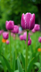 Obraz premium Tall purple tulip stalks in a lush green garden, green, flowers