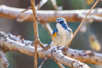 幸せの青い鳥、可愛いルリビタキ（ヒタキ科）
英名学名：Red-flanked Bluetail (Tarsiger cyanurus)
埼玉県北本市、北本自然観察公園 2025
