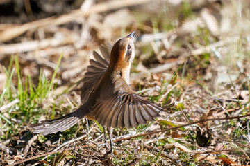 飛翔する美しいモズ（モズ科）
英名学名：Bull-headed shrike (Lanius bucephalus)
埼玉県北本市、北本自然観察公園 2025
