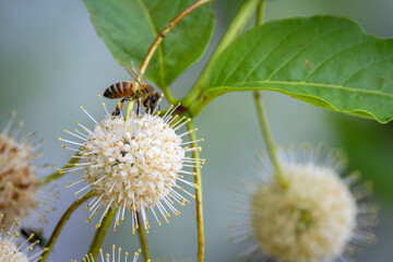 Fototapeta premium bee on flower