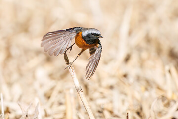 雄の
飛び出し飛翔する可愛いジョウビタキ（ヒタキ科）
英名学名：Daurian Redstart (Phoenicurus auroreus)
埼玉県北本市、北本自然観察公園 2025
