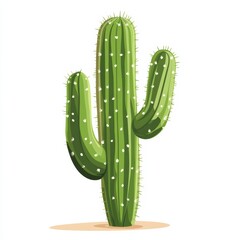 Natural environment cactus growth stages illustrated in a close-up desert landscape view