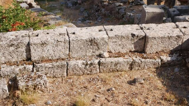 Wild tortoise enjoying the ruins of Delphi, Greece