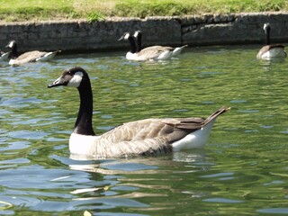 Obraz premium Wild Canada Goose Close Up Swimming In Water