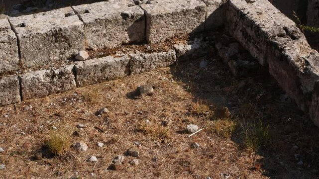 Tortoise observing the tourists at the Delphi ruins, Greece