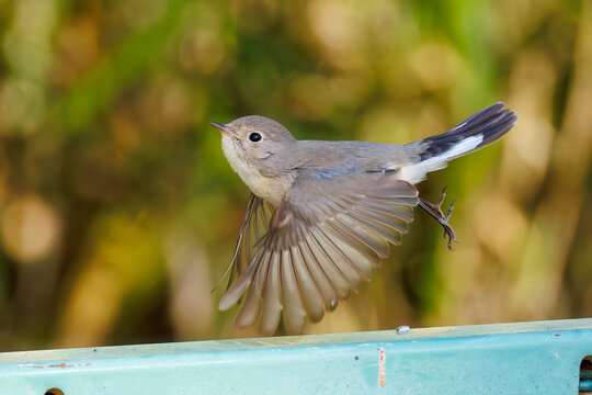 羽ばたき飛び出す、尻尾が可愛いニシオジロビタキ（ヒタキ科）
英名学名：Red-breasted flycatcher (Ficedula parva)
埼玉県北本市、北本自然観察公園 2025
