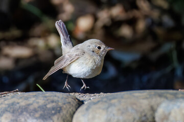 羽ばたき飛び出す、尻尾が可愛いニシオジロビタキ（ヒタキ科）
英名学名：Red-breasted flycatcher (Ficedula parva)
埼玉県北本市、北本自然観察公園 2025
