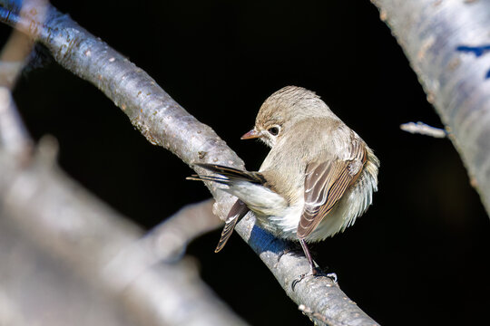 羽ばたき飛び出す、尻尾が可愛いニシオジロビタキ（ヒタキ科）
英名学名：Red-breasted flycatcher (Ficedula parva)
埼玉県北本市、北本自然観察公園 2025
