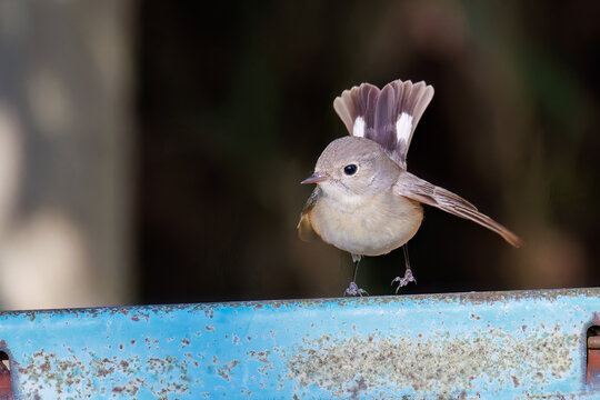羽ばたき飛び出す、尻尾が可愛いニシオジロビタキ（ヒタキ科）
英名学名：Red-breasted flycatcher (Ficedula parva)
埼玉県北本市、北本自然観察公園 2025
