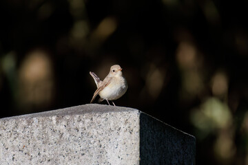 飛び出す尻尾が可愛いニシオジロビタキ(ヒタキ科)
英名学名:Red-breasted flycatcher (Ficedula parva)
埼玉県北本市、北本自然観察公園 2025