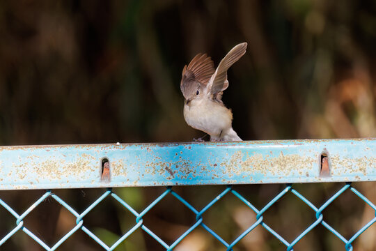 羽ばたき飛び出す、尻尾が可愛いニシオジロビタキ（ヒタキ科）
英名学名：Red-breasted flycatcher (Ficedula parva)
埼玉県北本市、北本自然観察公園 2025
