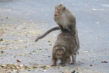 Monkeys at Khao Sam Muk, Chonburi, Thailand