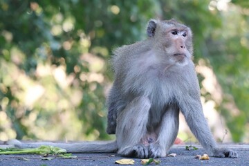 japanese macaque sitting on a rock