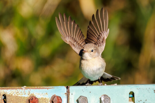 羽ばたき飛び出す、尻尾が可愛いニシオジロビタキ（ヒタキ科）
英名学名：Red-breasted flycatcher (Ficedula parva)
埼玉県北本市、北本自然観察公園 2025
