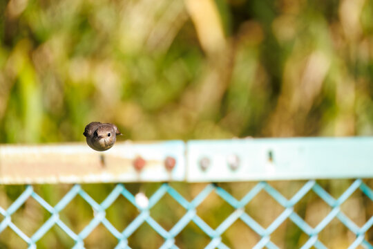 羽ばたき飛び出す、尻尾が可愛いニシオジロビタキ（ヒタキ科）
英名学名：Red-breasted flycatcher (Ficedula parva)
埼玉県北本市、北本自然観察公園 2025
