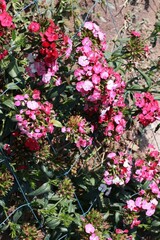 pink flowers in a garden