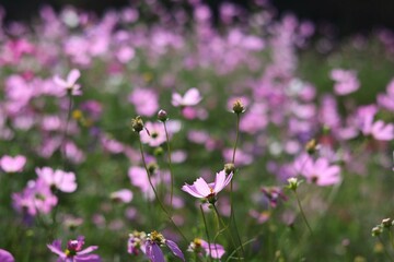 Fototapeta premium bee on a flower