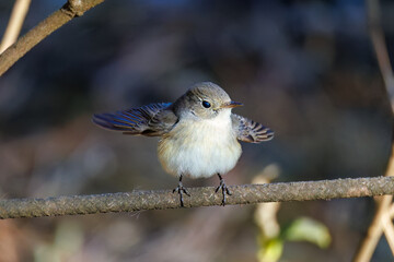 羽ばたき飛び出す、尻尾が可愛いニシオジロビタキ（ヒタキ科）
英名学名：Red-breasted flycatcher (Ficedula parva)
埼玉県北本市、北本自然観察公園 2025
