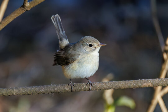 飛び出す尻尾が可愛いニシオジロビタキ（ヒタキ科）
英名学名：Red-breasted flycatcher (Ficedula parva)
埼玉県北本市、北本自然観察公園 2025

