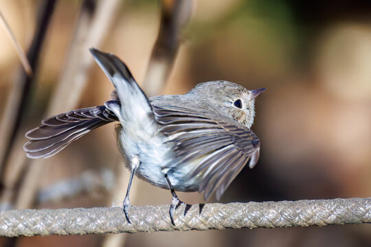 羽ばたき飛び出す、尻尾が可愛いニシオジロビタキ（ヒタキ科）
英名学名：Red-breasted flycatcher (Ficedula parva)
埼玉県北本市、北本自然観察公園 2025
