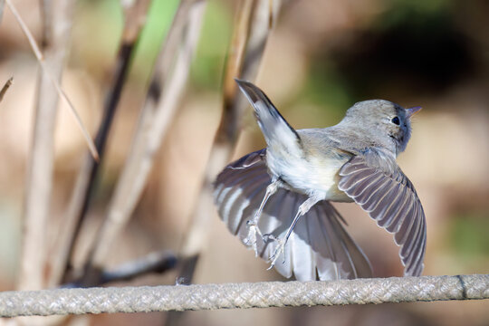 羽ばたき飛び出す、尻尾が可愛いニシオジロビタキ（ヒタキ科）
英名学名：Red-breasted flycatcher (Ficedula parva)
埼玉県北本市、北本自然観察公園 2025
