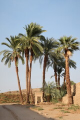 palm trees in the desert