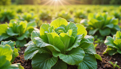 Lettuce plant growing in sunlight on green farm field