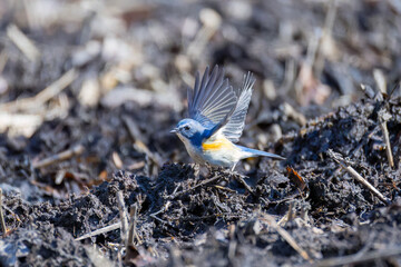 雄の
羽ばたいて飛び出す幸せの青い鳥、可愛いルリビタキ（ヒタキ科）
英名学名：Red-flanked Bluetail (Tarsiger cyanurus)
埼玉県北本市、北本自然観察公園 2025
