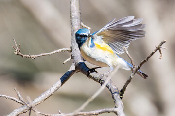 雄の
羽ばたいて飛び出す幸せの青い鳥、可愛いルリビタキ（ヒタキ科）
英名学名：Red-flanked Bluetail (Tarsiger cyanurus)
埼玉県北本市、北本自然観察公園 2025
