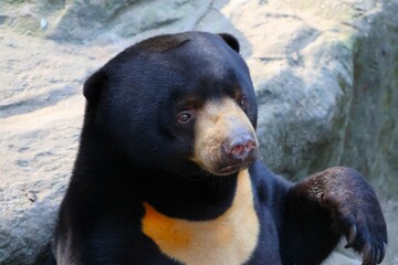 マレーグマ ベトナム サイゴン動植物園