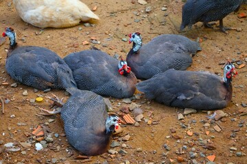 ホロホロチョウの群れ ベトナム サイゴン動植物園