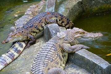 ワニの群れ ベトナム サイゴン動植物園