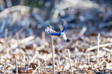 雄の
羽ばたいて飛び出す幸せの青い鳥、可愛いルリビタキ（ヒタキ科）
英名学名：Red-flanked Bluetail (Tarsiger cyanurus)
埼玉県北本市、北本自然観察公園 2025
