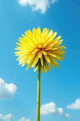 Dandelion flower against a blue sky background, bloom, bright, sky