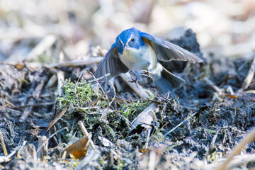 雄の
羽ばたいて飛び出す幸せの青い鳥、可愛いルリビタキ（ヒタキ科）
英名学名：Red-flanked Bluetail (Tarsiger cyanurus)
埼玉県北本市、北本自然観察公園 2025
