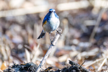Naklejka premium 雄の 羽ばたいて飛び出す幸せの青い鳥、可愛いルリビタキ（ヒタキ科） 英名学名：Red-flanked Bluetail (Tarsiger cyanurus) 埼玉県北本市、北本自然観察公園 2025 