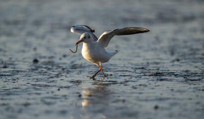 A seagull with its wings spread holds a sea worm in its mouth.