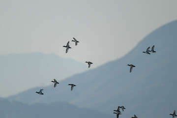 Many migratory birds fly past the mountains and rivers.