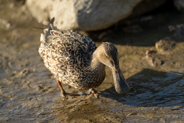 A female Northern Shoveler in the mud by the sea.