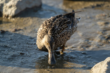 A female Northern Shoveler in the mud by the sea.