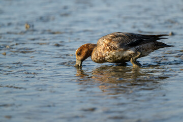 A Eurasian wigeon foraging in the mud. Shot from side.