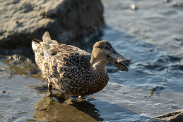 A female Northern Shoveler in the mud by the sea.