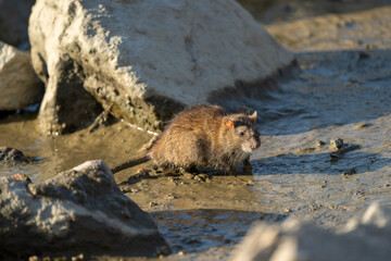 A mouse on the rocky beach.