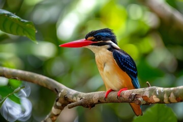Black capped kingfisher possing on branch .