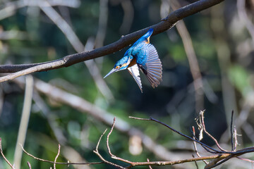 餌を捕らえるために水に飛び込む可愛いカワセミ（カワセミ科）
英名学名：Kingfisher (Alcedo atthis) 
埼玉県北本市、北本自然観察公園 2025
