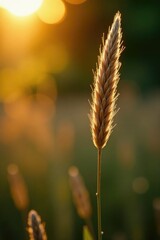 Hare tail plant stem against warm golden light, plants, haretail
