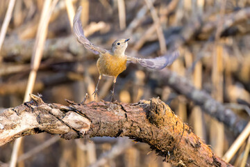 雌の
飛び出し飛翔する可愛いジョウビタキ（ヒタキ科）
英名学名：Daurian Redstart (Phoenicurus auroreus)
埼玉県北本市、北本自然観察公園 2025
