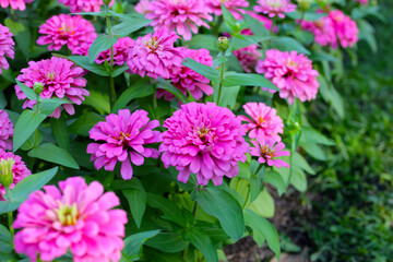 Fototapeta premium Blooming zinnia flowers in the field