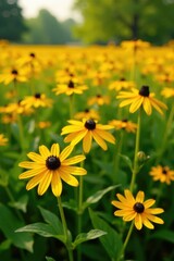 Fototapeta premium Masses of yellow Black Eyed Susans in a sea of green grass, wildflowers, warm glow, nature